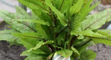 Blutampfer, essbare Staude, rote Adern, winterhart