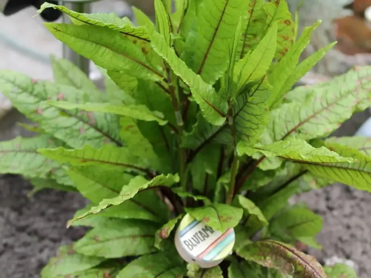 Blutampfer, essbare Staude, rote Adern, winterhart