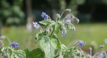 Borretsch, blau blühendes, essbares einjähriges, Würzkraut