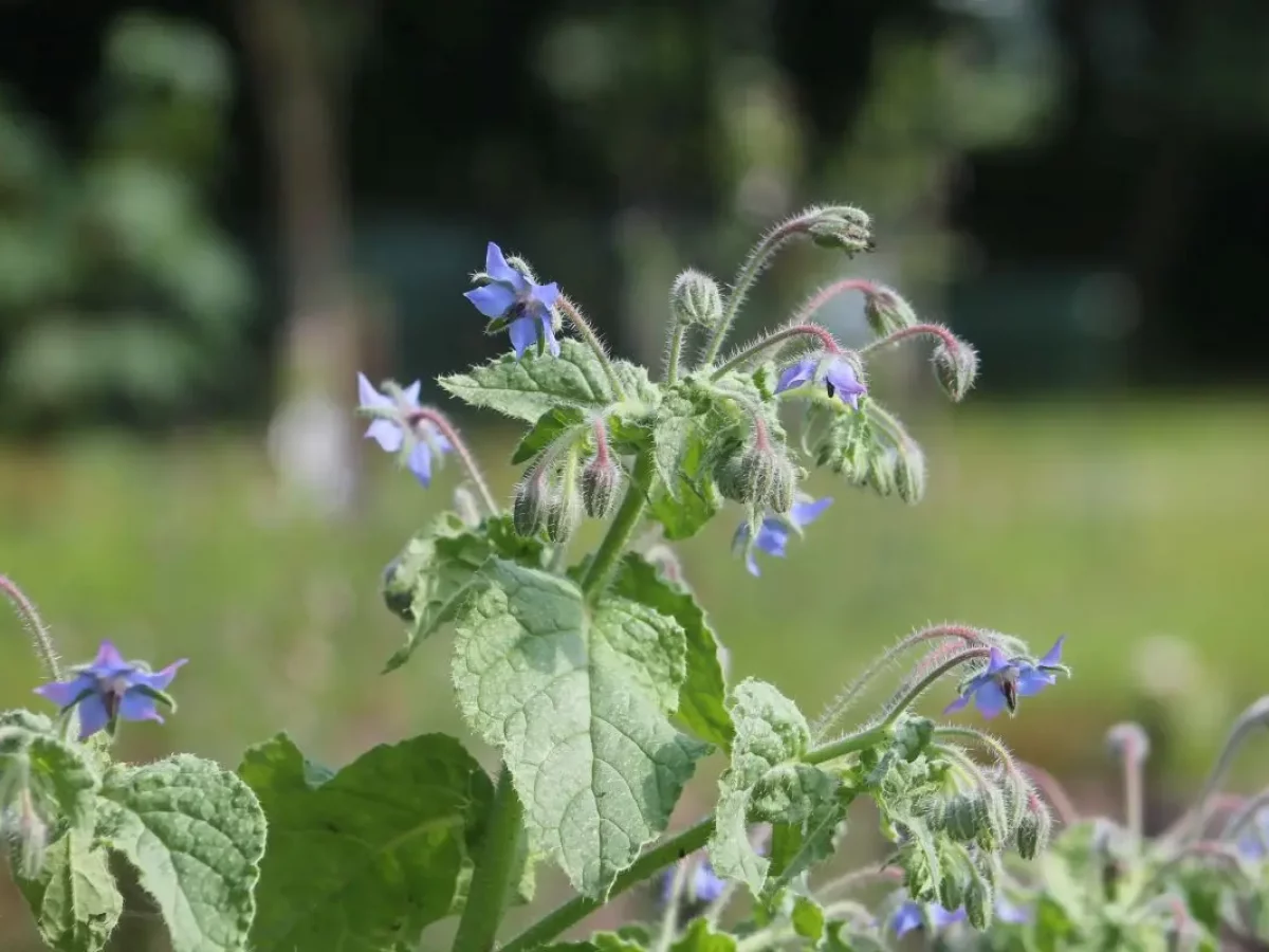 Borretsch, blau blühendes, essbares einjähriges, Würzkraut