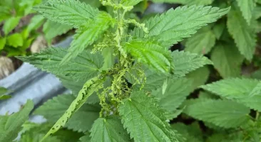 Brennnessel, brennend, heilend, nahrhaft, heimisch, gesund