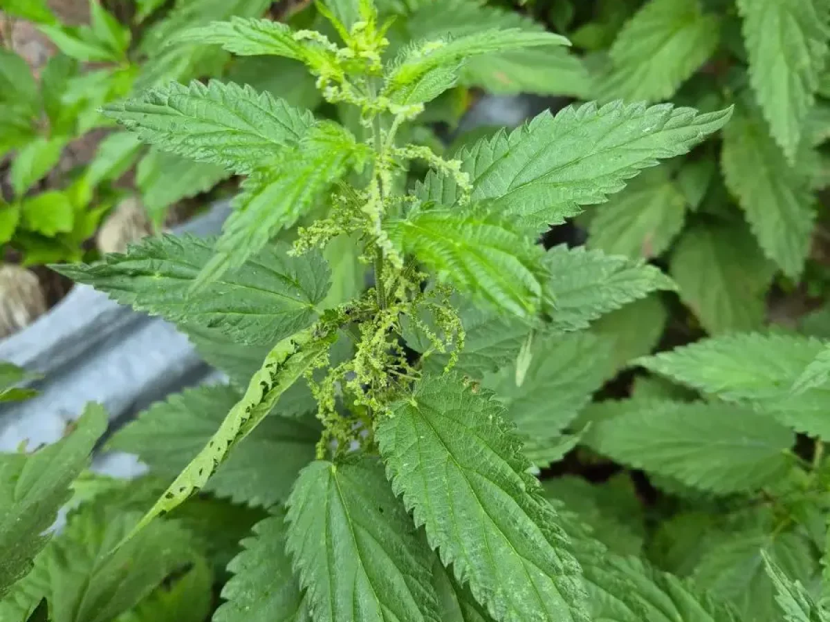 Brennnessel, brennend, heilend, nahrhaft, heimisch, gesund