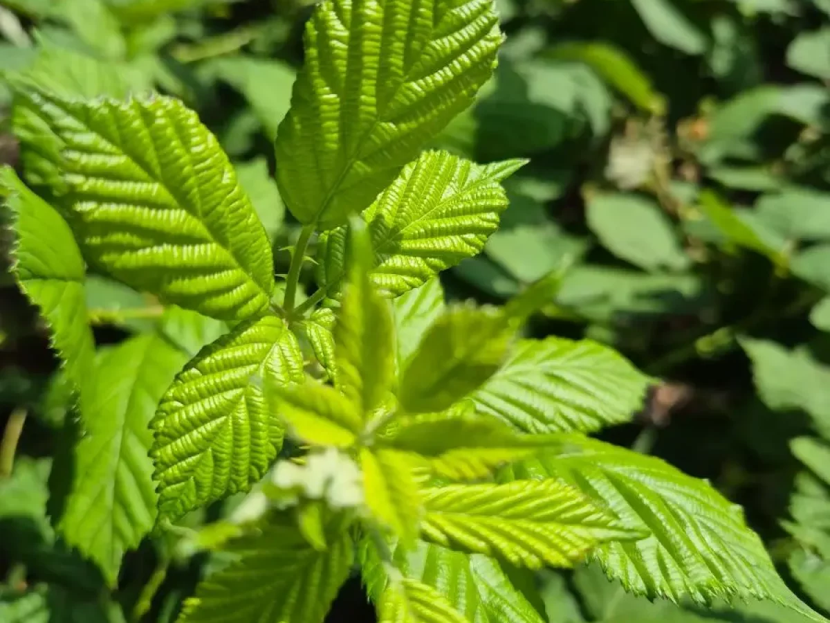 Fenchel, aromatisch, weißknollig, gesund, anisartig