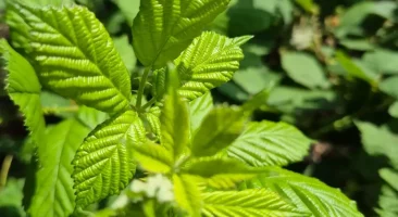 Fenchel, aromatisch, weißknollig, gesund, anisartig