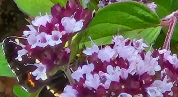 Dost, Heil- und Küchenkraut, wilder Majoran