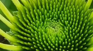 Echinacea, stärkt Abwehrkräfte, hilft gegen Erkältungsinfekte