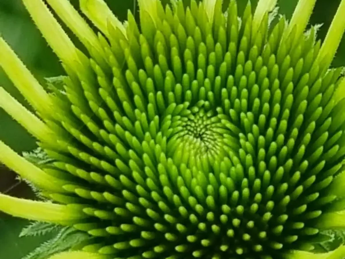 Echinacea, stärkt Abwehrkräfte, hilft gegen Erkältungsinfekte