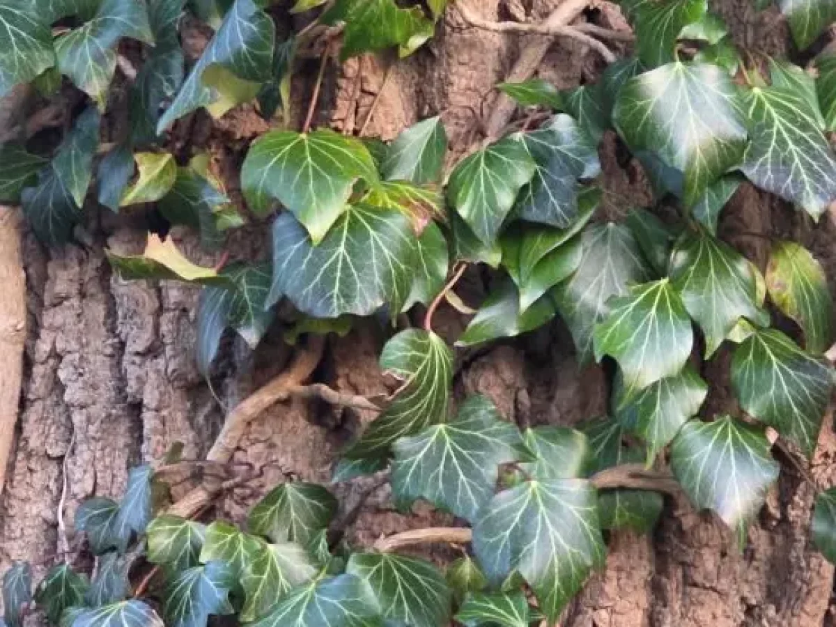 Efeu, Immergrüne robuste Kletterpflanze