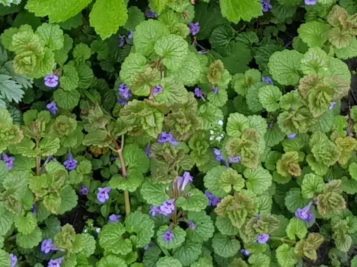 Ehrenpreis, zartblühend, blauviolett, filigran, wildwachsend, wiesenliebend