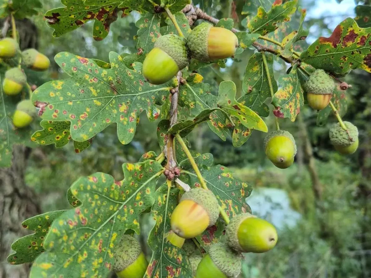 Eiche, alte, starke Bäume mit harten Eicheln
