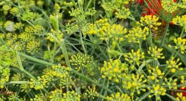 Fenchel, aromatische, gesunde Knolle mit Anisgeschmack