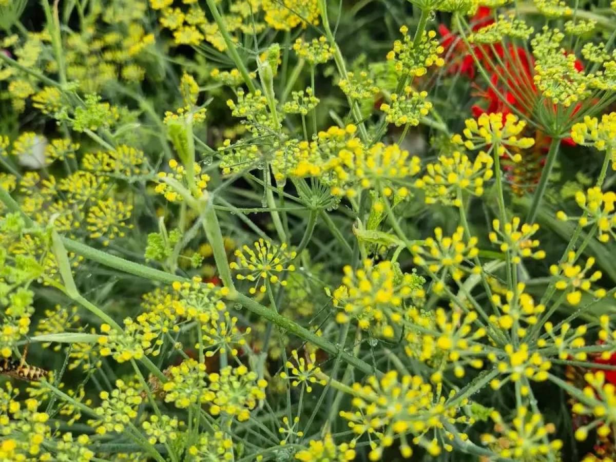 Fenchel, aromatische, gesunde Knolle mit Anisgeschmack