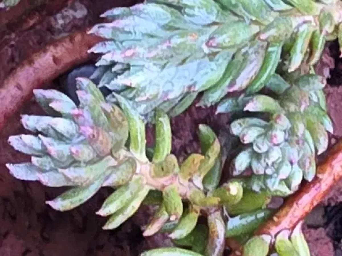 Fetthenne, immergrüner, gelbblühender sukkulenter Bodendecker