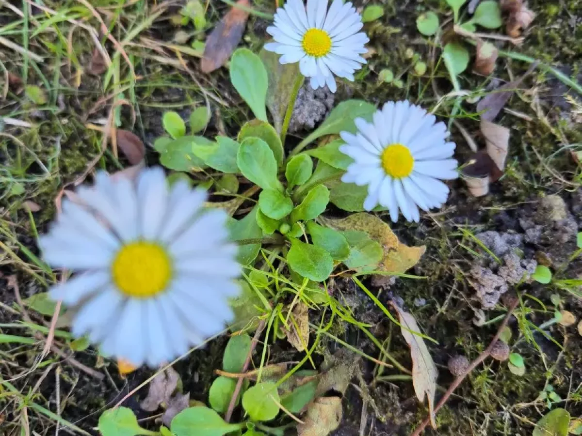 Gänseblümchen, kleine weiße Wiesenblume mit gelber Mitte, zart