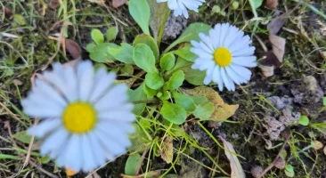 Gänseblümchen, kleine weiße Wiesenblume mit gelber Mitte, zart