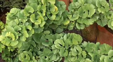 Gingko, uraltes robustes Fossil, Symbol für Lebenskraft