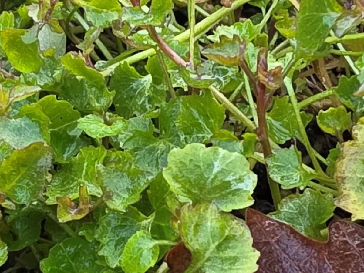 Glockenblume, pflegeleicht, sommergrün, sehr vielseitig