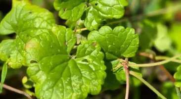 Gundermann, kriechendes, aromatisches Wildkraut, würzige Heilpflanze