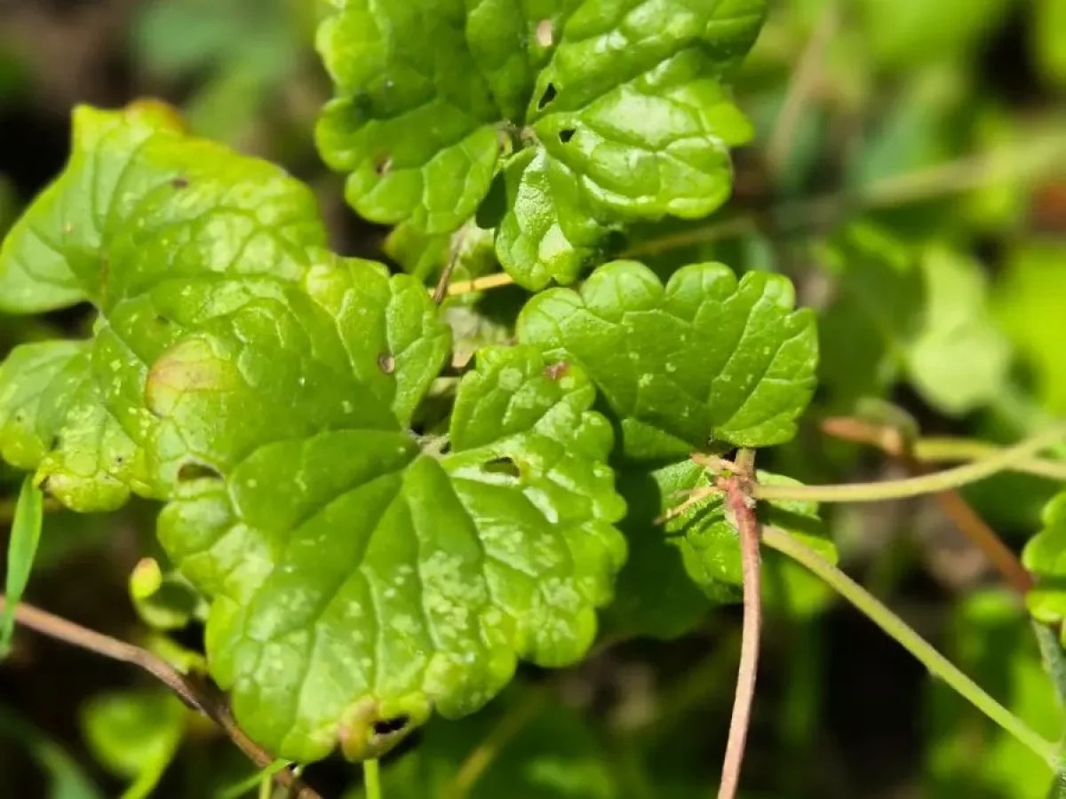 Gundermann, kriechendes, aromatisches Wildkraut, würzige Heilpflanze
