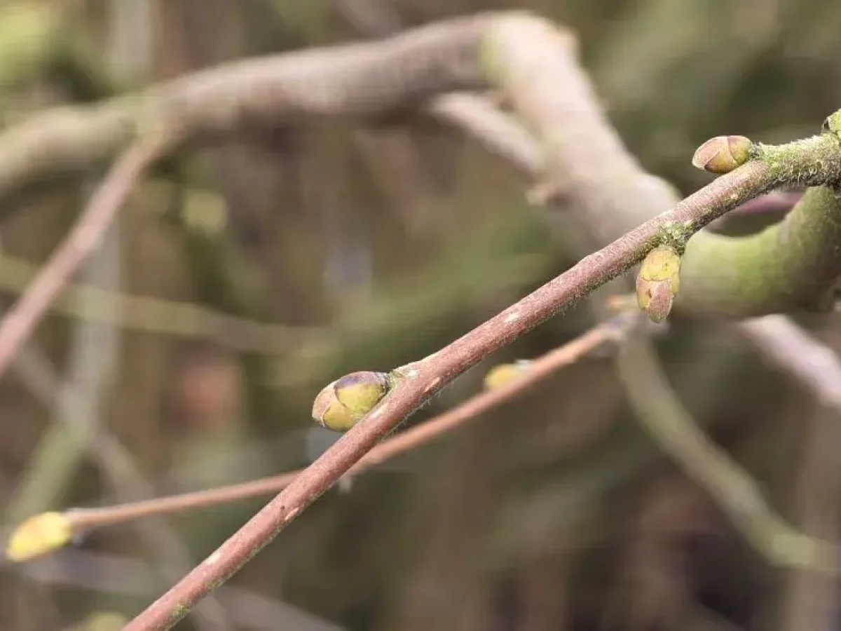 Haselnuss, kleine, braune Nuss, knackig und gesund