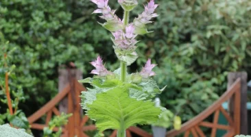 Herzgespann, rosablühend, gezähntblättrig, heilkräftig, krautig, bienenfreundlich