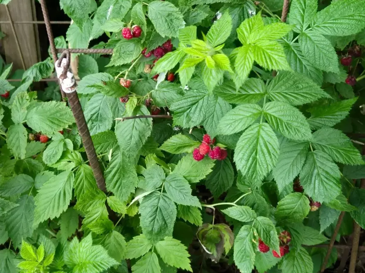 Himbeeren, süß, aromatisch, gesund