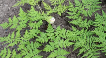 Süßdolde, feinblättrig, weißblühend, anisduftend, aromatisch, zart, Küchenkraut