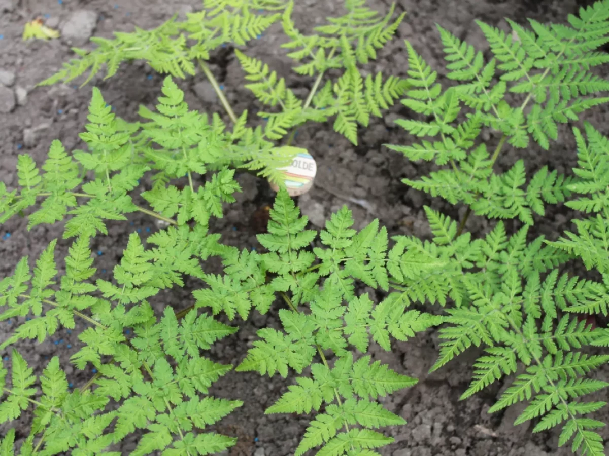 Süßdolde, feinblättrig, weißblühend, anisduftend, aromatisch, zart, Küchenkraut