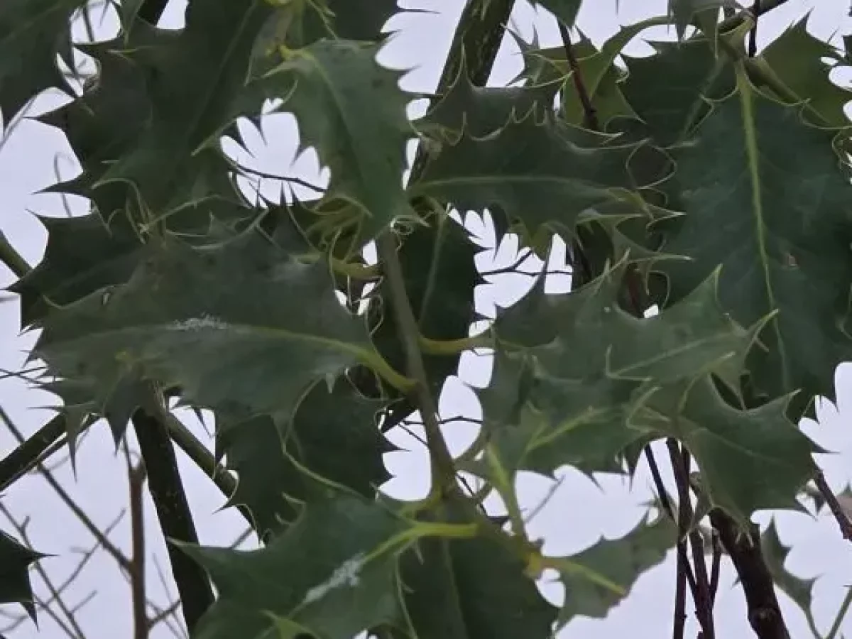 Ilex, immergrün, stachelig, winterhart, rotbeerig, robust, glänzend