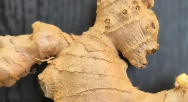 Ingwer, scharfe, gesunde Wurzelknolle, wärmendes Heilmittel