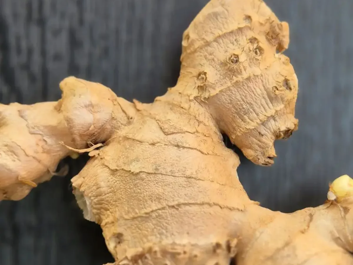 Ingwer, scharfe, gesunde Wurzelknolle, wärmendes Heilmittel