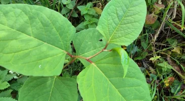 Japanischer Staudenknöterich