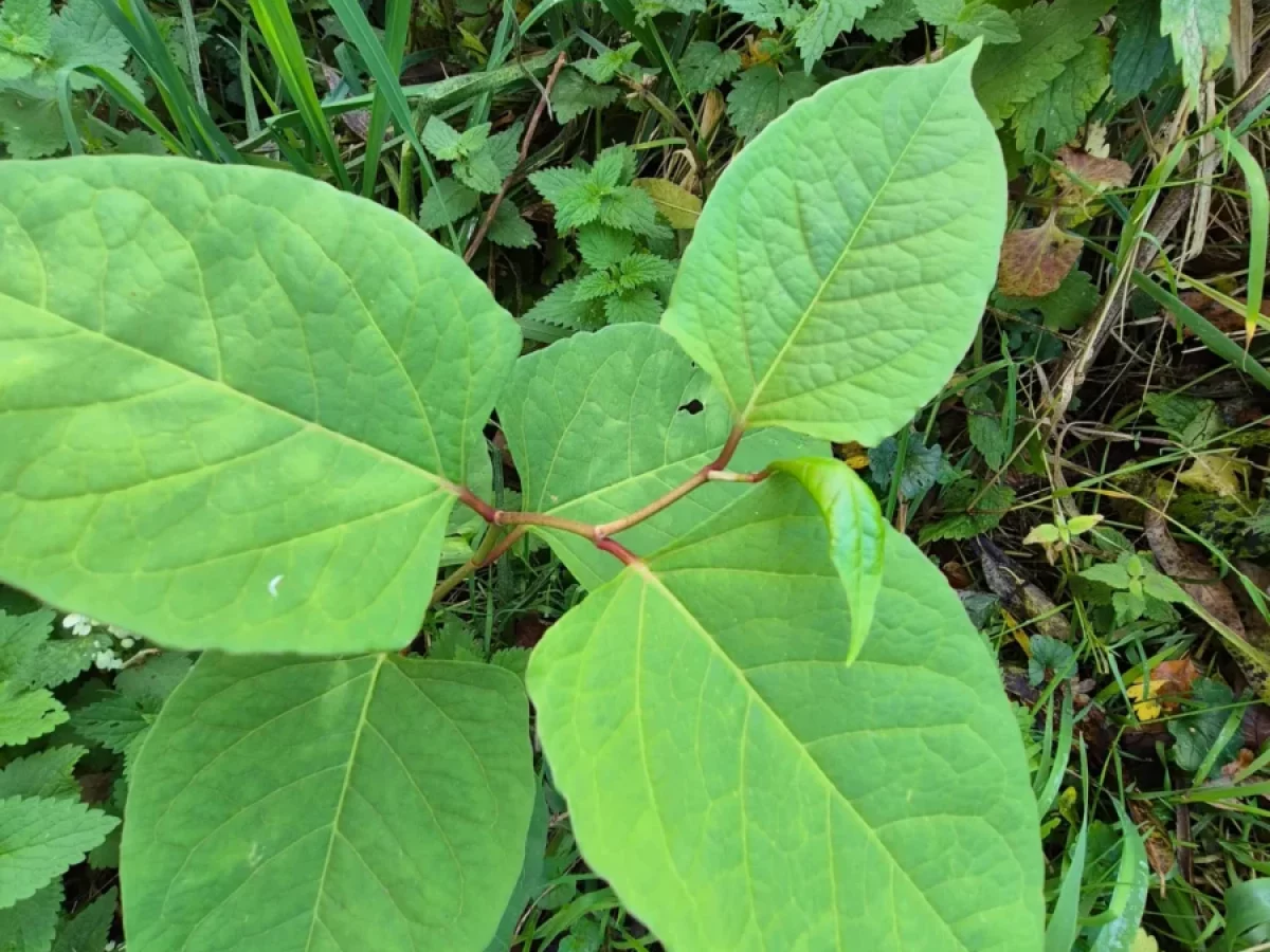 Japanischer Staudenknöterich, hochwüchsig, weißblühend, ausläuferbildend, invasiv, kräftig