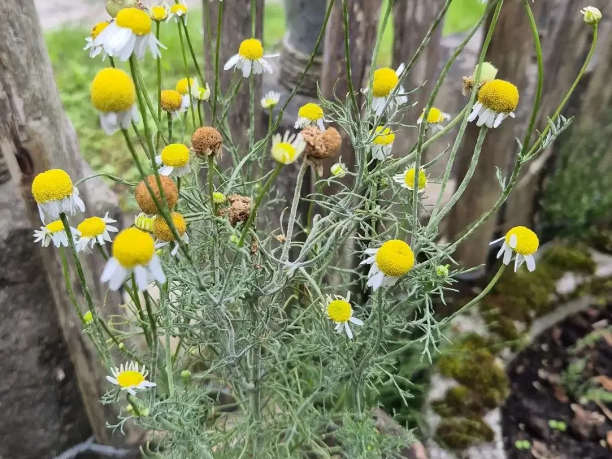 Kamille, duftende Heilpflanze, beruhigend, entzündungshemmend