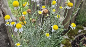 Kamille (Matricaria chamomilla)