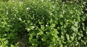 Knoblauchrauke, herzblättrig, weißblühend, knoblauchartig, würzig, wildwachsend, schattenliebend