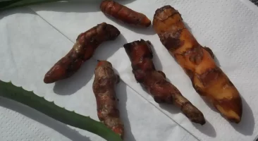 Kurkuma, goldgelbe Wunderknolle, gesund, würzig, entzündungshemmend