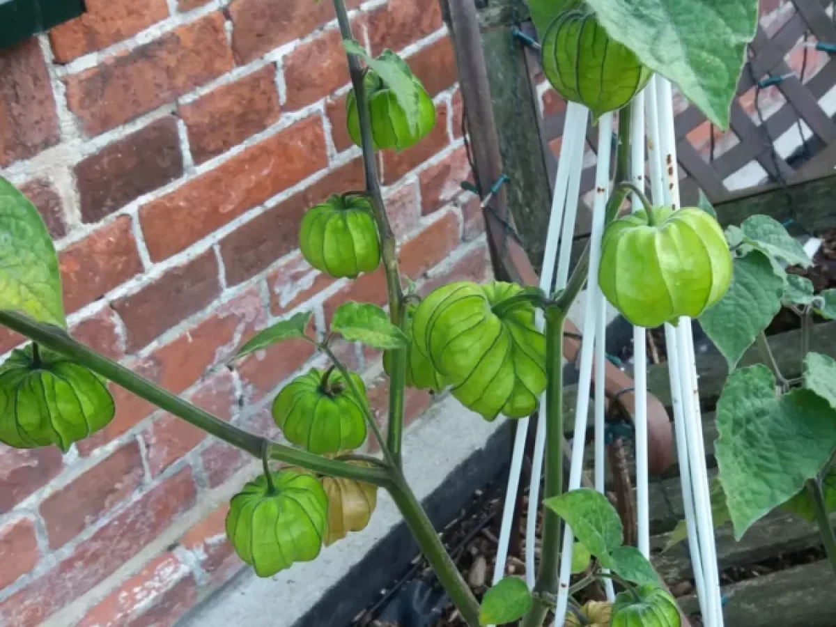 Lampionblume, orange leuchtend, papierartig, dekorativ, herbstlich, zierend