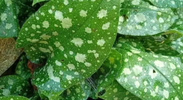 Lungenkraut, Heilpflanze, Frühblüher, gefleckte Blätter