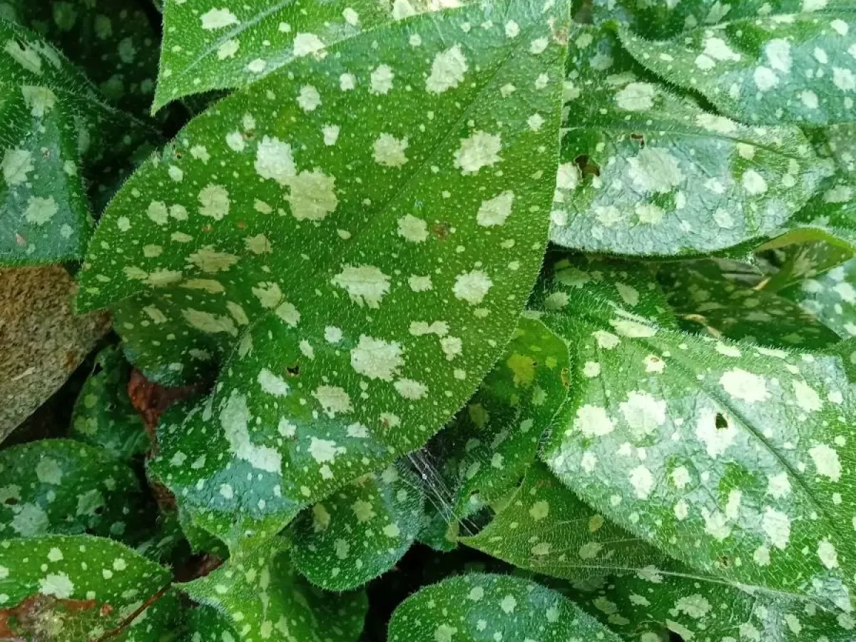 Lungenkraut, Heilpflanze, Frühblüher, gefleckte Blätter