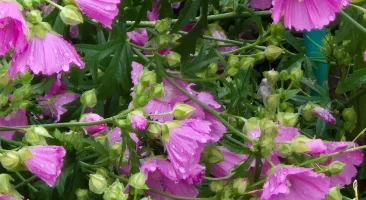 Malve, wilde, robuste Pflanze