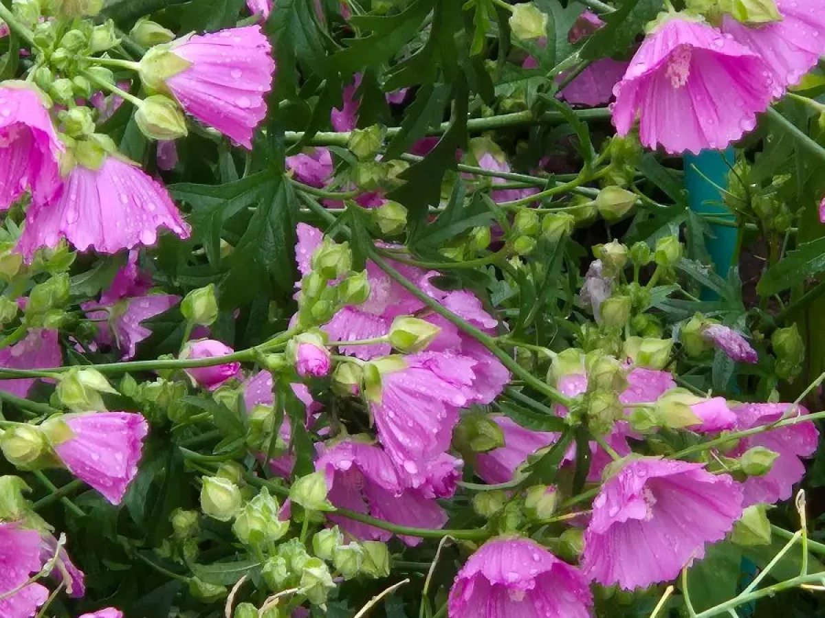 Malve, wilde, robuste Pflanze