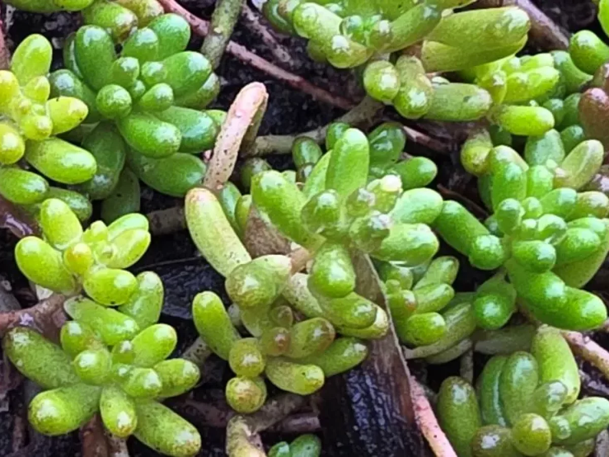 Mauerpfeffer, immergrüner, anspruchsloser Bodendecker, gelb blühend