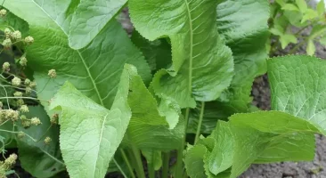 Meerrettich, scharfe, weiße Wurzel, gesund