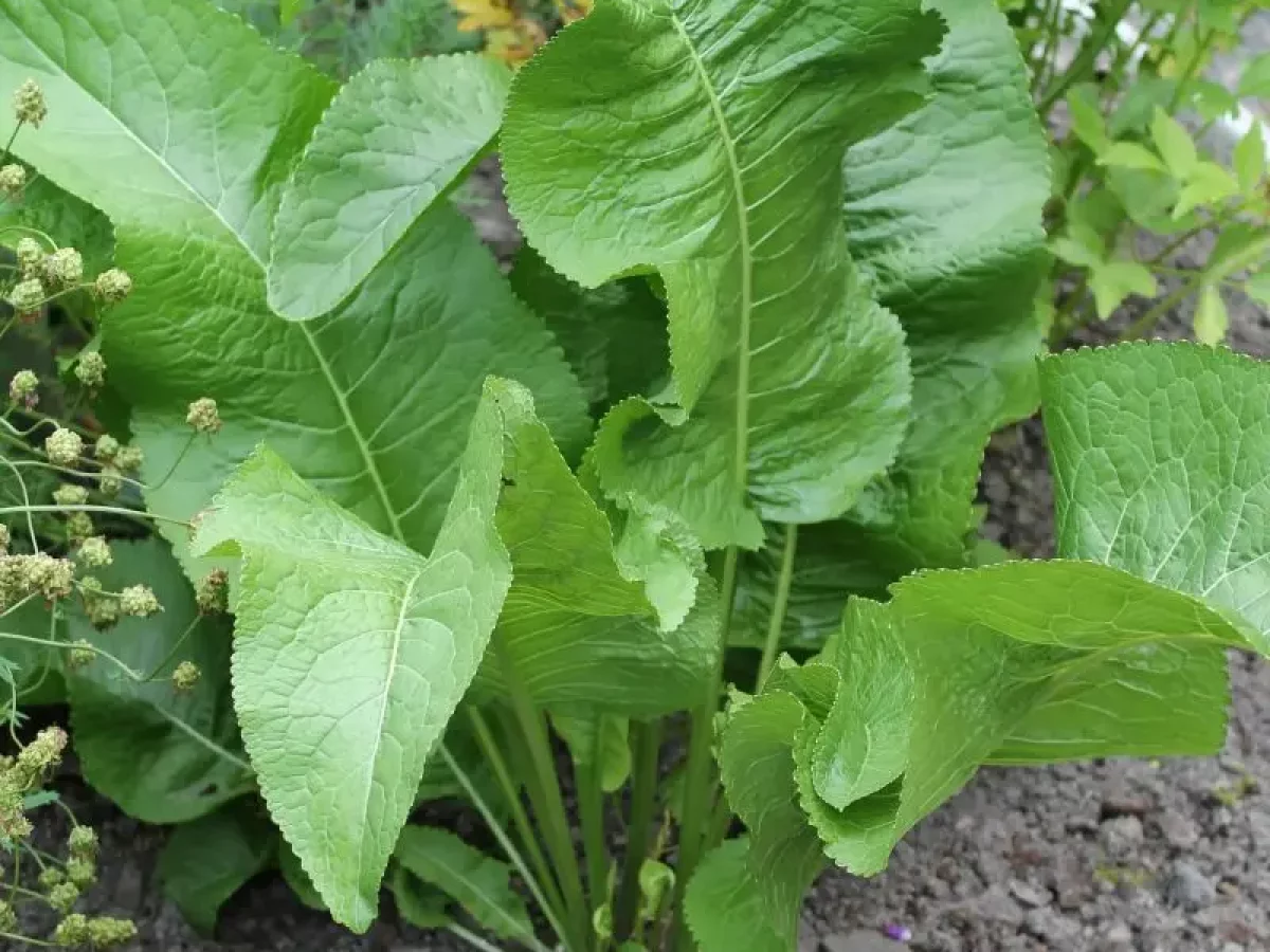 Meerrettich, scharfe, weiße Wurzel, gesund