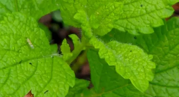 Melisse, zitronig, frischgrün, aromatisch, heilkräftig, beruhigend, krautig