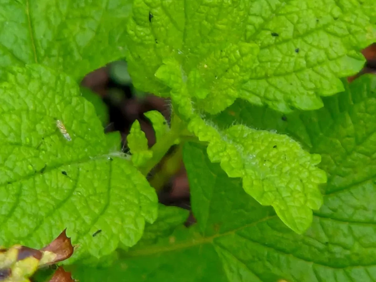 Melisse, zitronig, frischgrün, aromatisch, heilkräftig, beruhigend, krautig