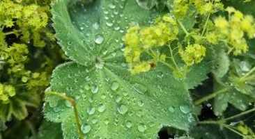 Mutterkraut, natürliche Hilfe zur Migränevorbeugung und Schmerzlinderung