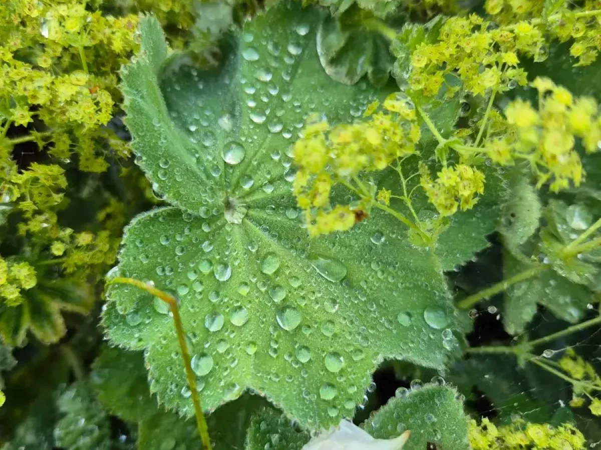 Mutterkraut, natürliche Hilfe zur Migränevorbeugung und Schmerzlinderung