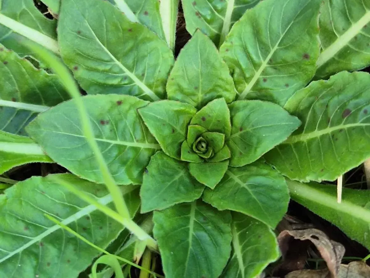 Nachtkerze, gelbe Heilpflanze, öffnet nachts, essbar, zweijährig